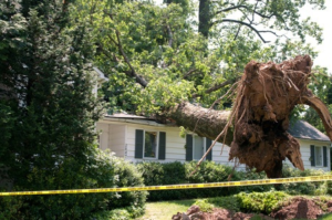 Emergency Tree Removal Services in Salt Lake City - Call 801-803-6278 24/7