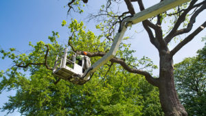Tree Trimming Services in Salt Lake City, Utah - 801-803-6278
