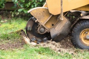 Stump Grinding and Stump Removal in Salt Lake City - Salt Lake City Stump Grinding